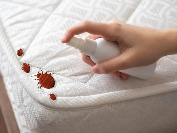 Best Best Pest Control Companies  in South Hempstead, NY