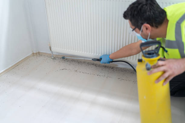 Best Affordable Pest Control Services  in South Hempstead, NY